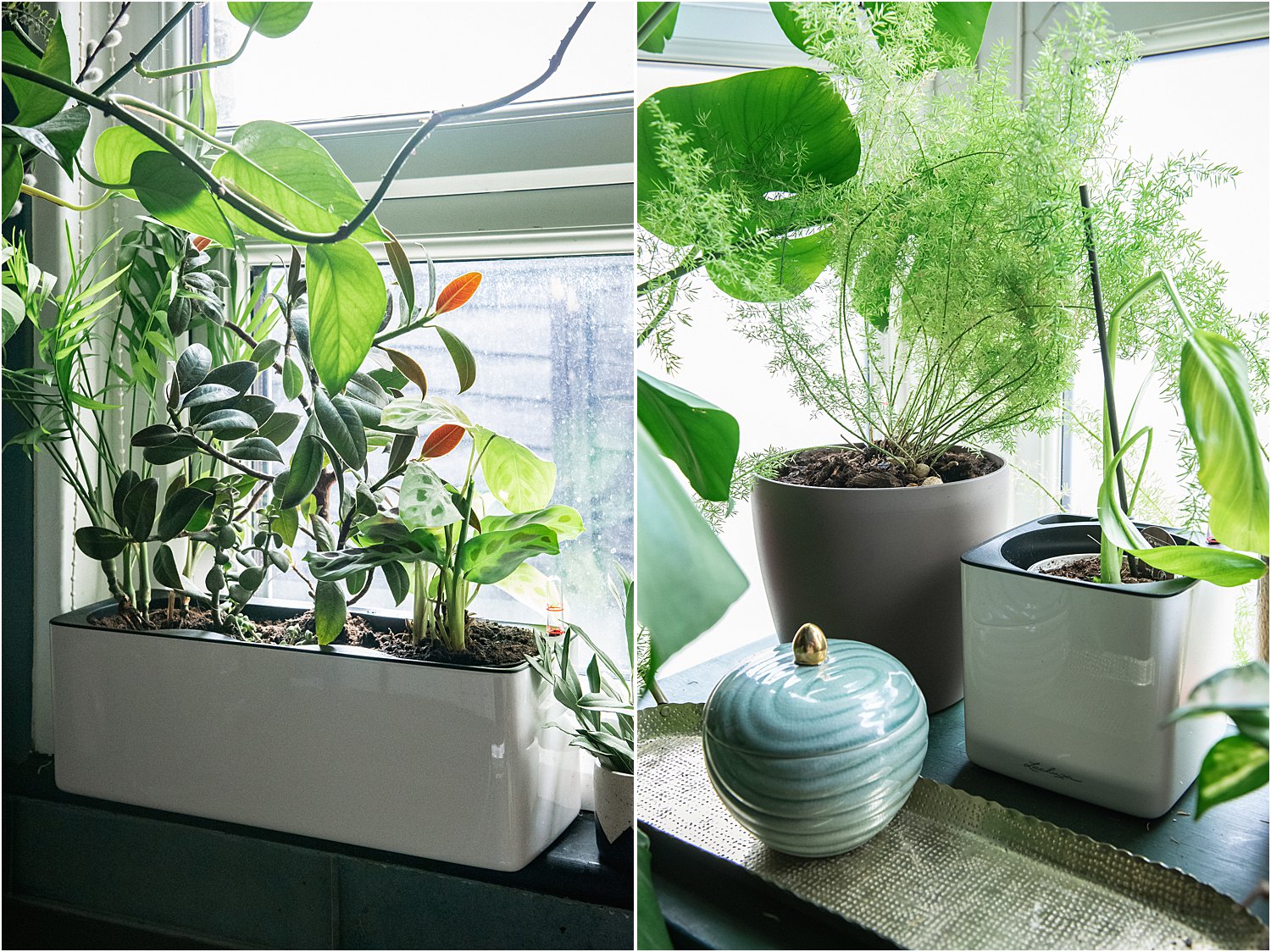 2 Types of self-watering planters: a product review